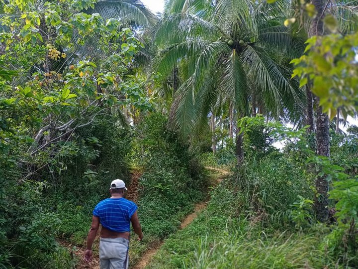 Farm for sale with 1000 coconut trees and 100 mango trees.