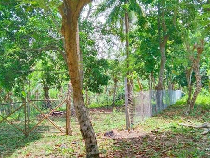 Min 300&400sqm Fruit bearing Farm For Sale in Magallanes Cavite