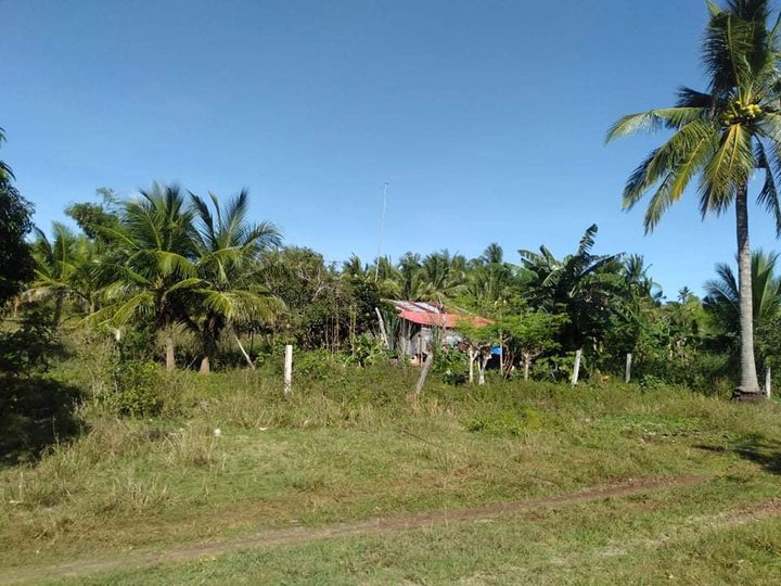 4.5 Hectares Farm Lot  for sale in Daanbantayan Cebu CASH Buyers only