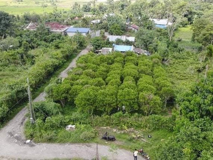 529 sqm Residential Farm For Sale in Goa Camarines Sur