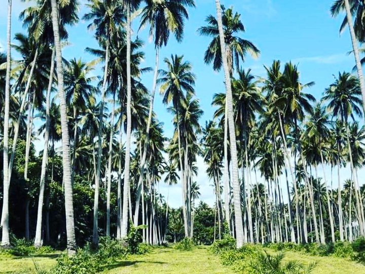 Dates Farm in Cabay Tiaong Quezon