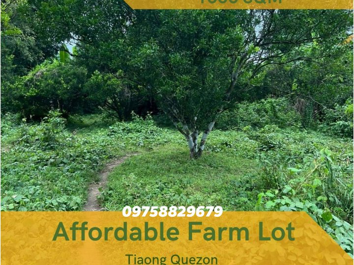 Affordable farm lot for sale in San Francisco Tiaong Quezon