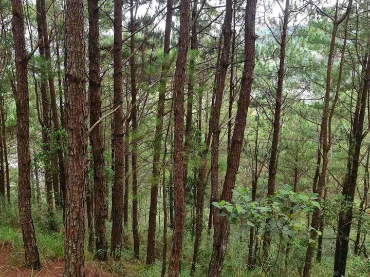 2.19 hectares Mountainside Estate for Sale in Balacbac, Baguio City