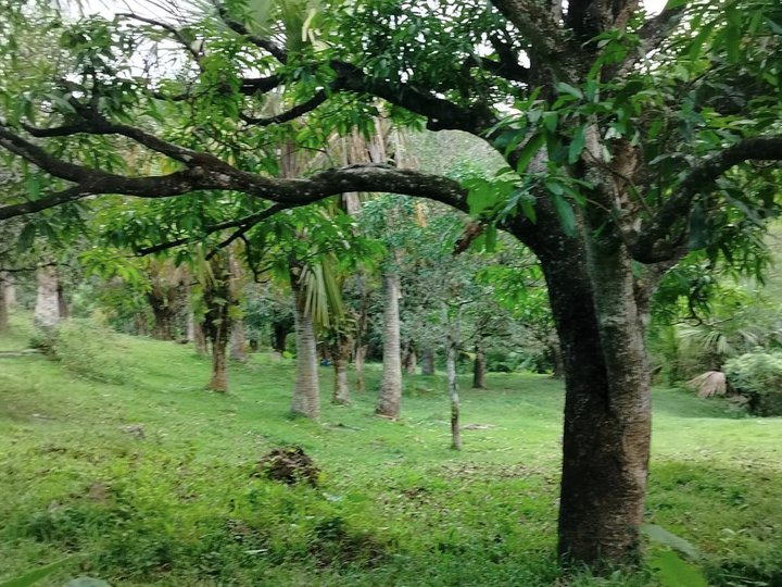 11,000 sqm farm lot with mango trees at cambinocot cebu city 500/sqm