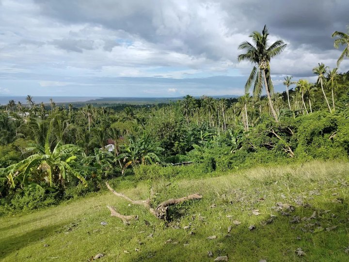 Seaview lot for sale 12,000 sqm Clarin Bohol 150/sqm negotiable