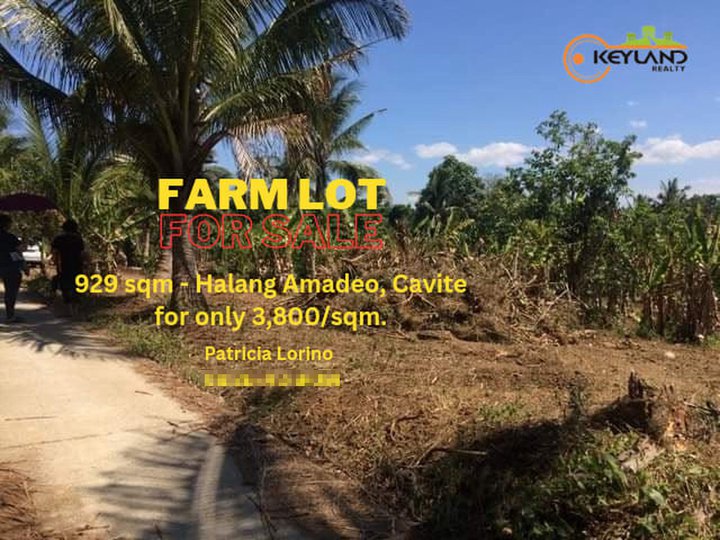 Farm Lot For Sale 929 sqm - Amadeo Cavite