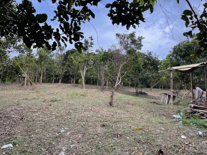 Installment Farm Lot in Tanauan Batangas Near Tanauan and Malvar Exit