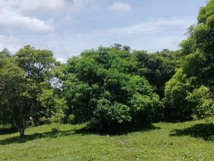Farm lot 15,000 sqm clean title with mango trees at Bogo City1,000/sqm