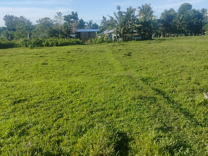 6,830 sqm  farm lot clean title for sale  Tubigon Bohol 550/sqm nego