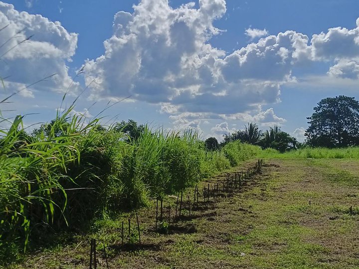 RUSH!! LOT FOR SALE ORMOC, LEYTE