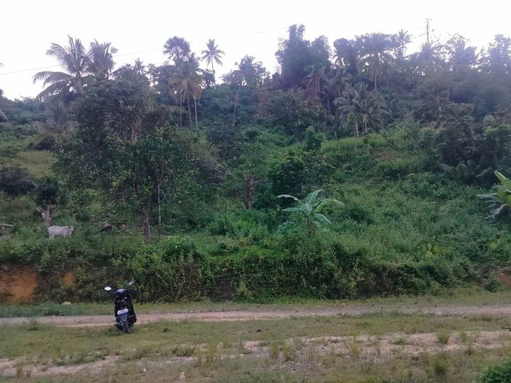 Lot for sale  6,463 sqm clean title along osmena highway Toledo City