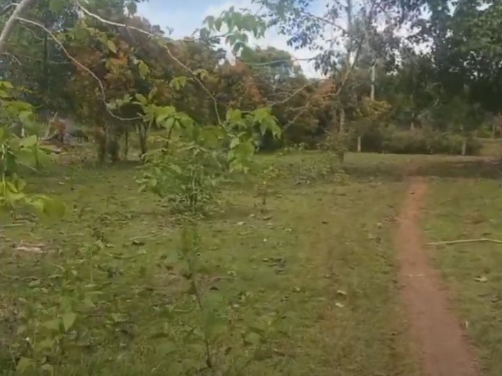9.3 hectares lot for sale at Panglao Island 2,500/sqm near airport