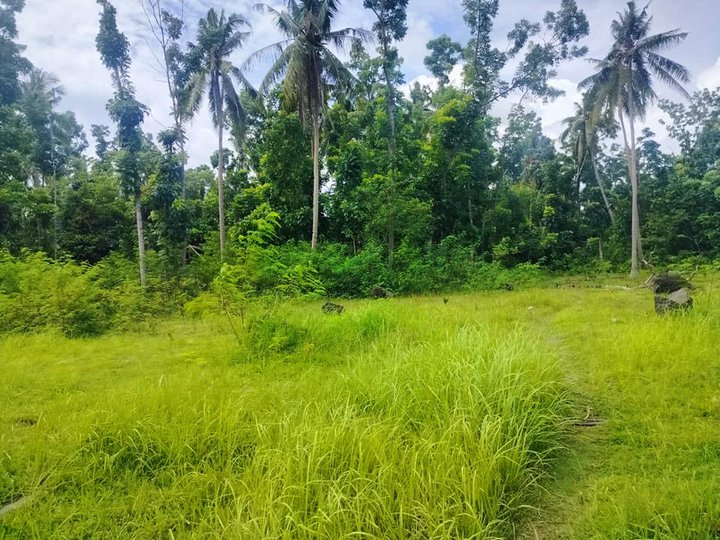 Lot with coconut, mahogany trees , deep well, ricefield Inabanga Bohol