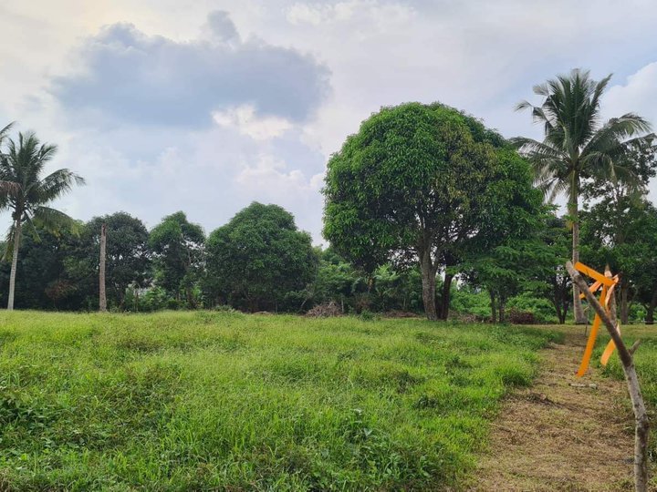 RESIDENTIAL/FARM LOT FOR SALE IN PANGIL AMADEO