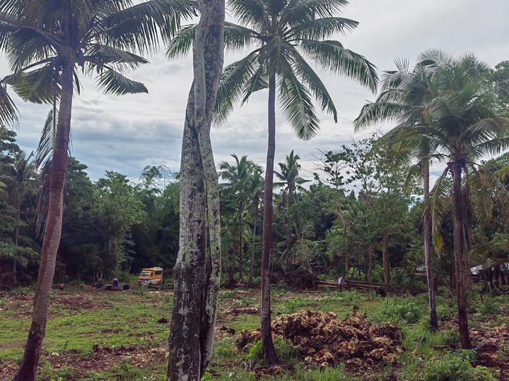 1.7 hectares Raw Land For Sale in Poro Cebu
