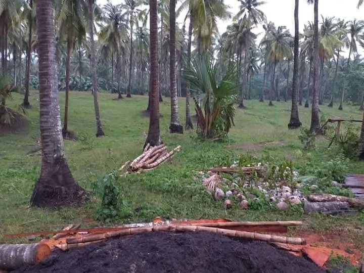 COCONUT FARM FOR SALE