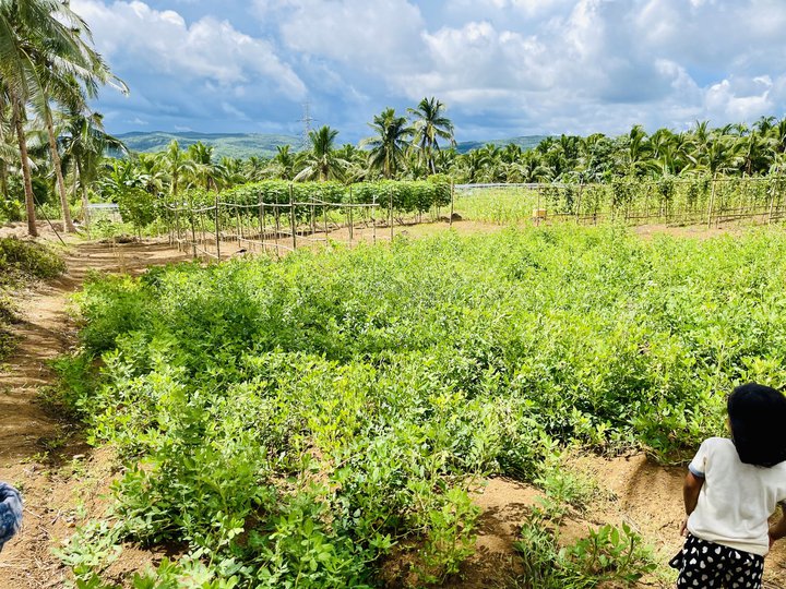 1.59 Hectares Farm Lot For Sale in Tayabas Quezon