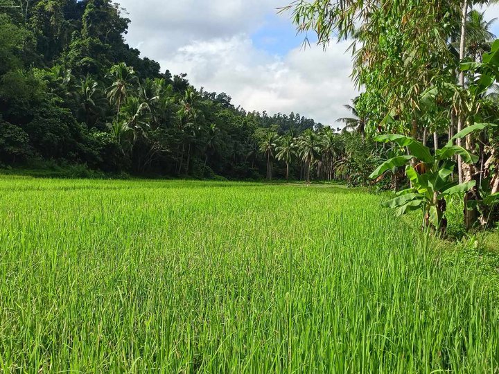 5.16 hectares Agricultural Farm For Sale in Roxas Palawan