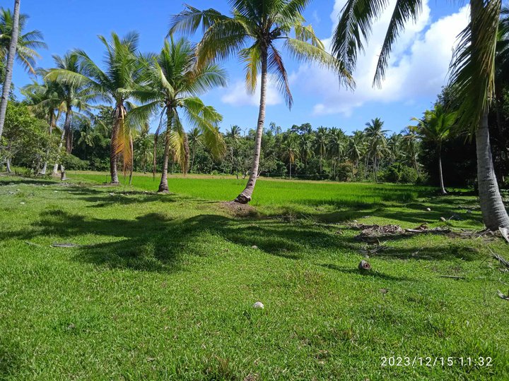 3.74 hectares Titled Farm For Sale in Caramay, Roxas Palawan