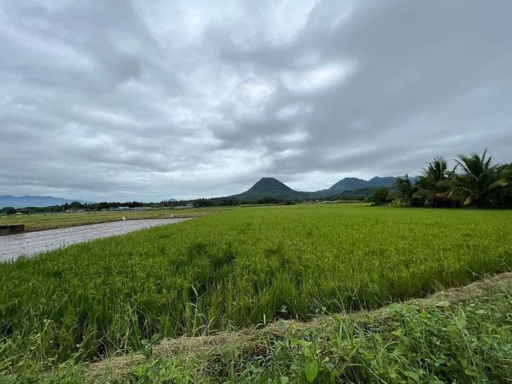 1.53 hectares Agricultural Farm For Sale in Dinalupihan Bataan