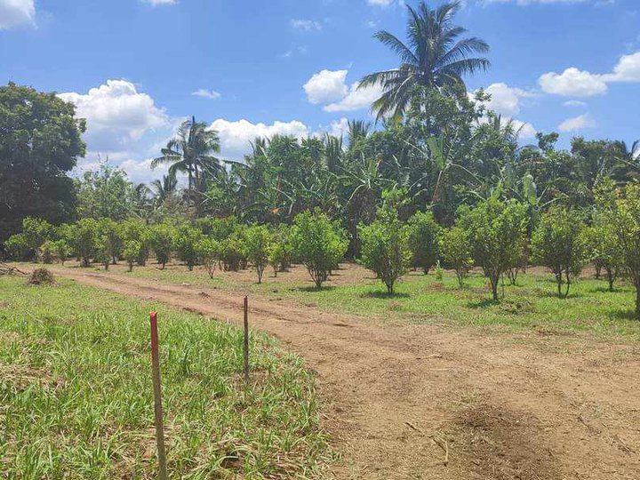 Installment Residential Farm Lot In Marahan Alfonso Cavite.
