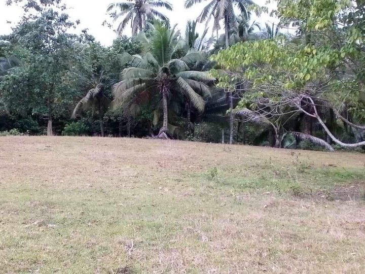 3.02 hectares Agricultural Farm For Sale in Camotes Cebu