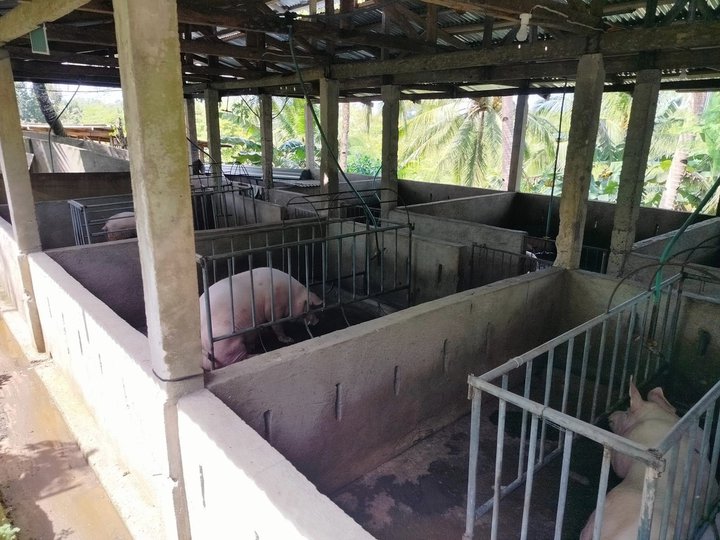 Piggery farm and rest house for sale at Borbon Cebu