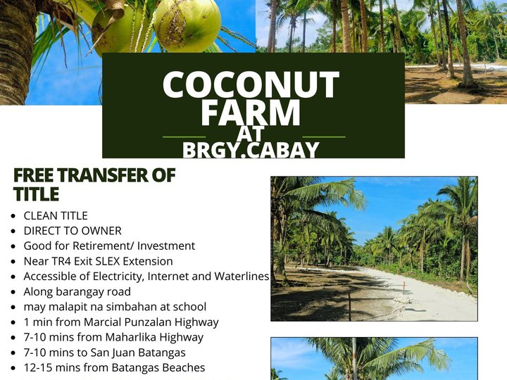 Coconut farm lot for only 1,800 per sqm in Tiaong, Quezon