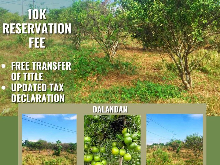 MURANG FARM LOT DALANDAN FOR SALE TIOANG QUEZON WITH DISCOUNT