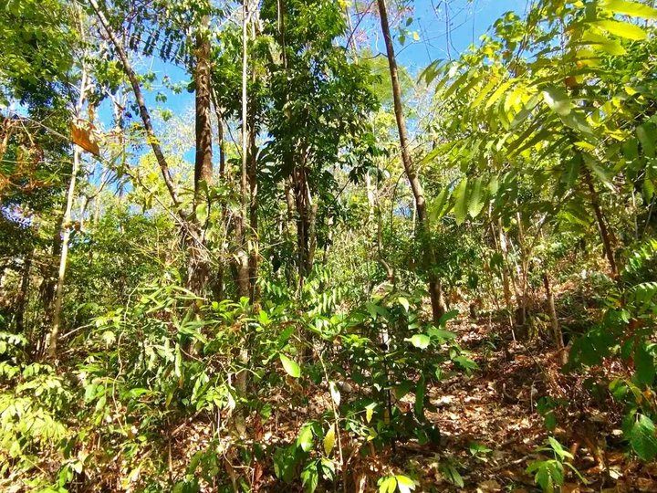 1 hectare Farm Lot For Sale in Tibiao Antique with overlooking view