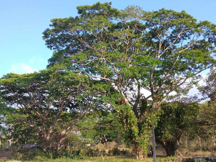 Residential Lot For Sale in San Jose De Buenavista Antique