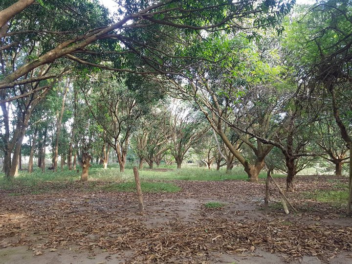 21 Hectares Farm of Actor Cesar Montano For Sale in Iba Zambales