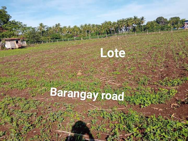 300 sqm Farm lot For Sale in Zone 5, lingi-on Manolo Fortich Bukidnon