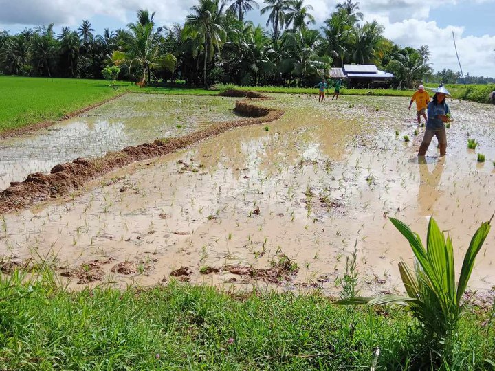 Rice Field Farm Lot in Brgy Tabigue, Abuyog Leyte