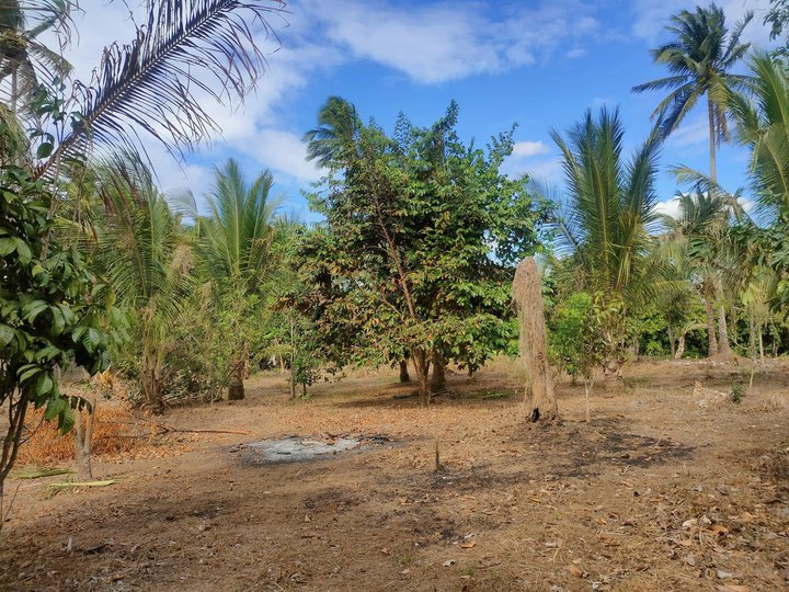 Along the road farm lot For sale 500 sqm individual title.