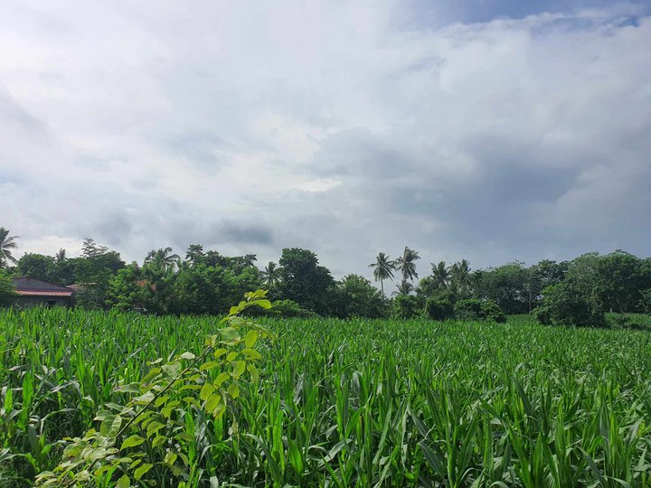 2514 lot for sale in Brgy Bunggo, Calamba , Laguna