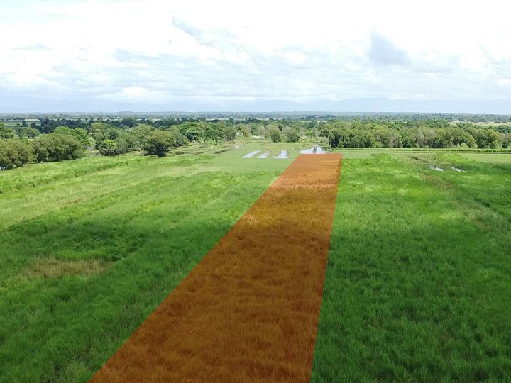 Agricultural Land/Rice field for sale in Palma, Basista, Pangasinan