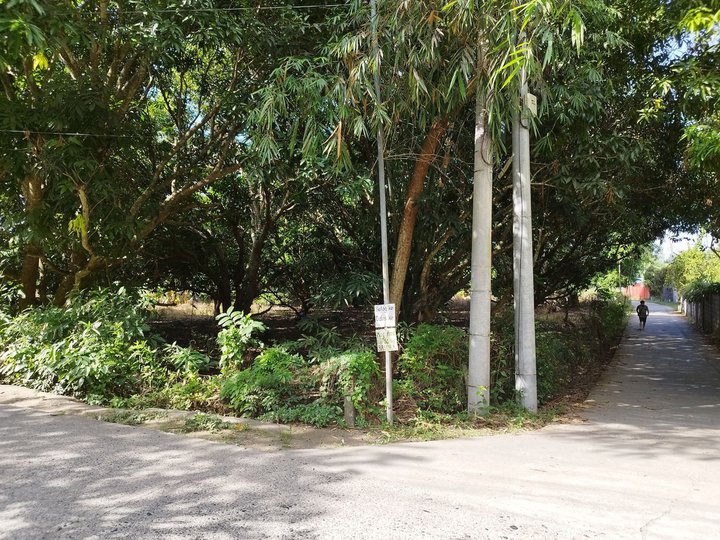 Residential Mango Farm in Bacnotan, La Union