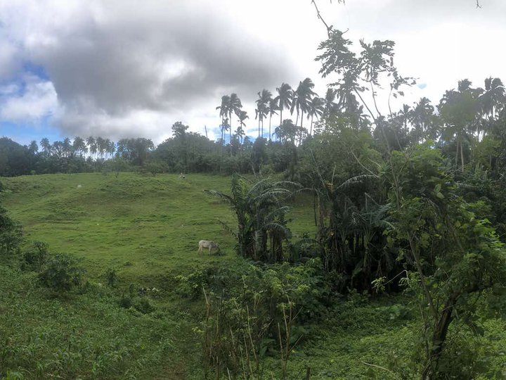 Farm Agricultural Lot Alaminos Laguna Palma II