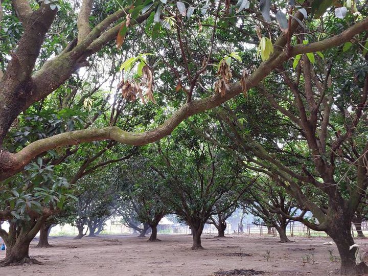 Farm for sale in Brgy. Sta. Ines, Paniqui, Tarlac