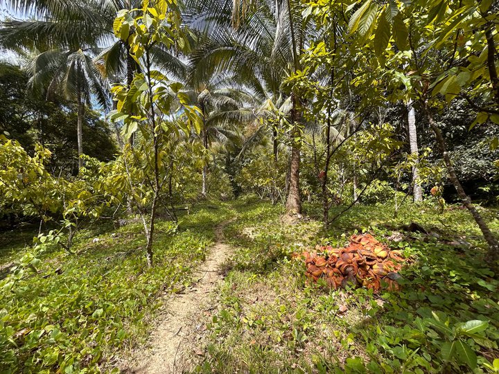 LOT FOR SALE in TUBURAN, CEBU PH - 22 Has.