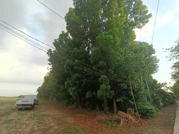 Lot for sale 25,810sqm with 6,000 plus mahogany tree ready to harvest with DENR Cert.