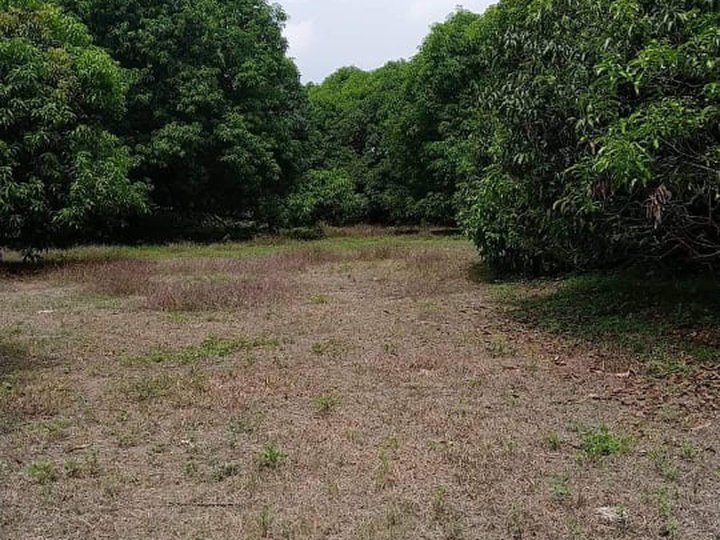 FOR SALE MANGO FARM IN MAGALANG PAMPANGA NEAR TOWN PROPER AND ANGELES CITY