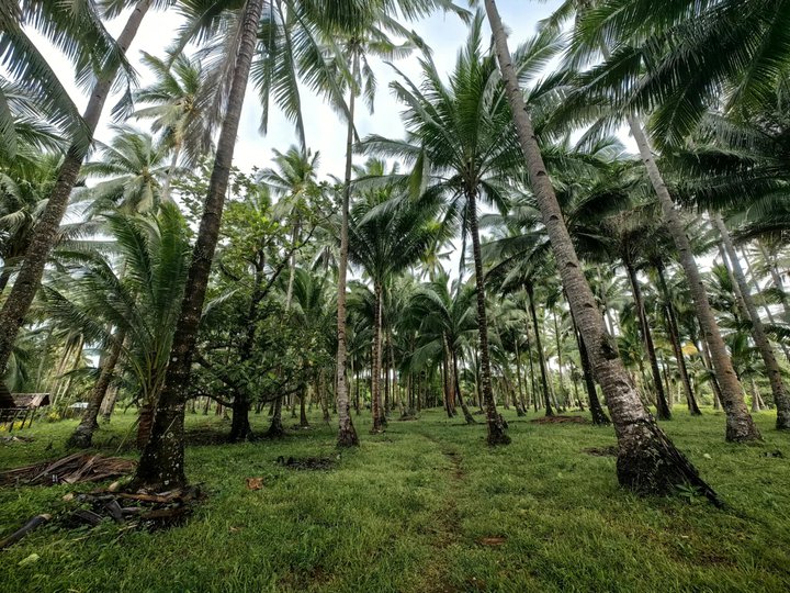 1 hectare Farm Lot For Sale in Rizal Palawan [Lots 🚜] (May 2026) in ...