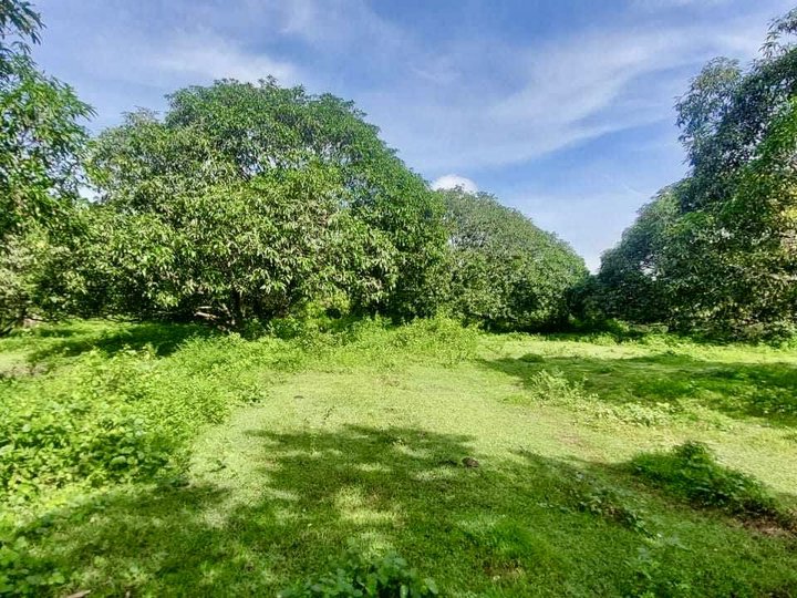 4,000 sqm Agricultural Farm For Sale in Cuyapo Nueva Ecija