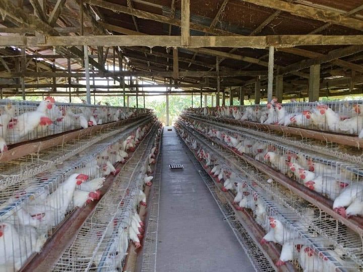 1.26 hectares Operational Poultry Farm business in San Juan Batangas