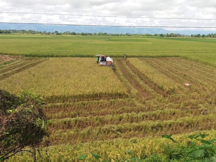 30 HECTARES RICE FIELD- CALAPAN ORIENTAL MINDORO