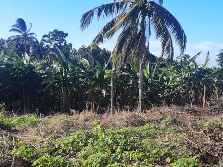 13000 SQM Agricultural Farm for Sale in Amadeo Cavite