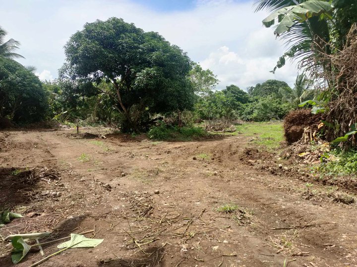 Farm Lot 500 sqm with fruit bearing trees In Silang Cavite