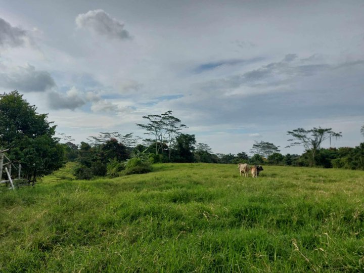 2.55 hectares Farm Lot For Sale in Salvacion, Libona Bukidnon